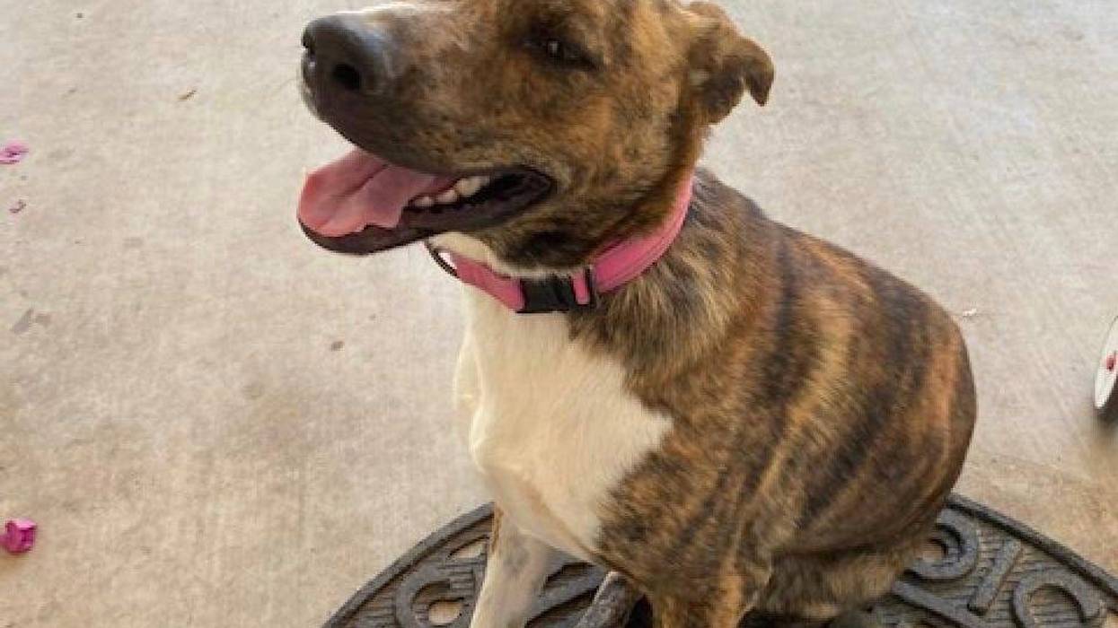 Nala, a one year old large mixed breed dog up for adoption through ARE Animal Rescue in Hemet