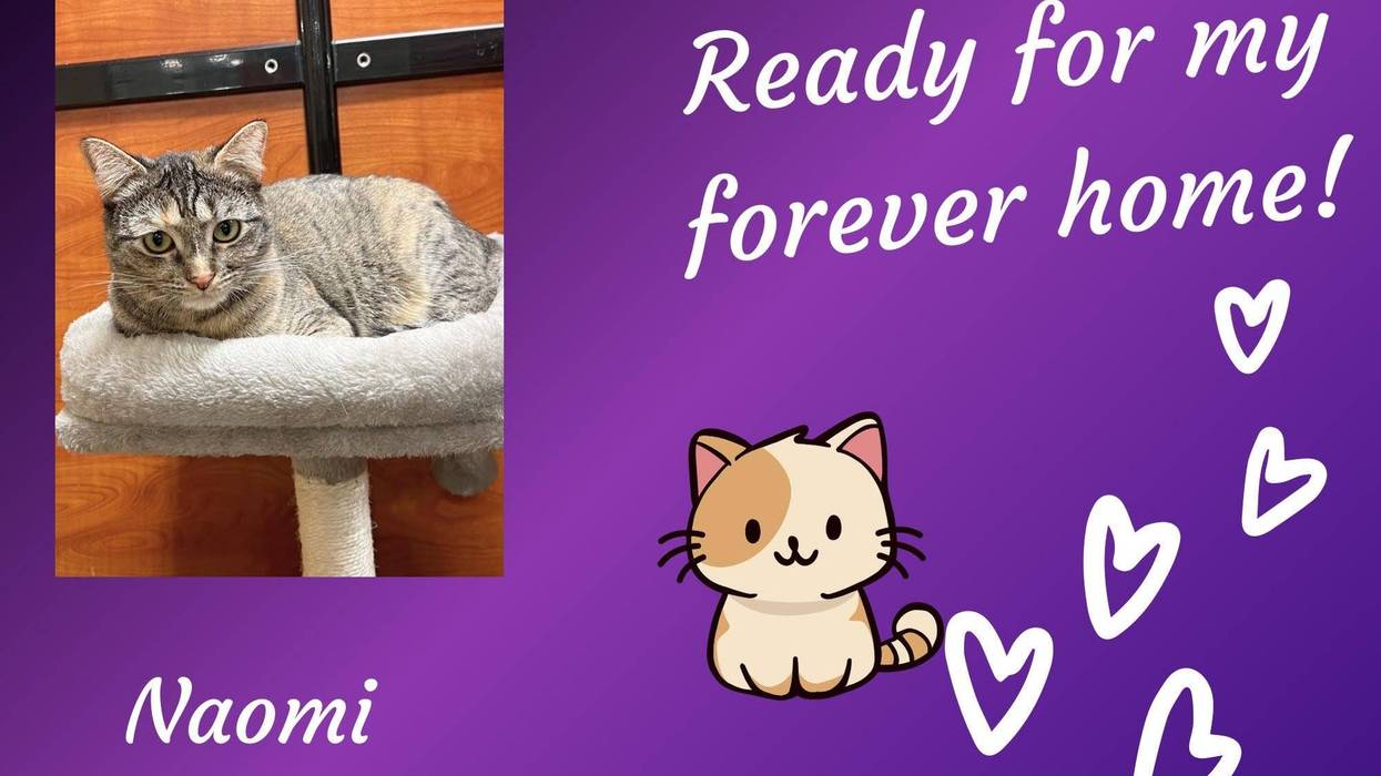 Naomi, a three year old brown and gray tabby cat