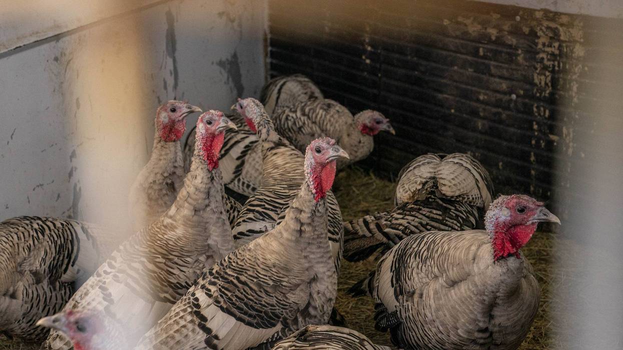 Narragansett turkeys at a farm in Ellensburg, Washington, Nov. 20, 2021.