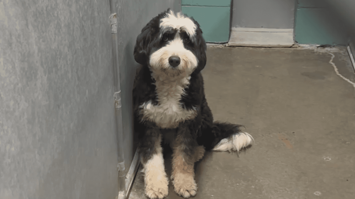 Long Island pet owners shocked after boarder allegedly left 21 dogs in storefront