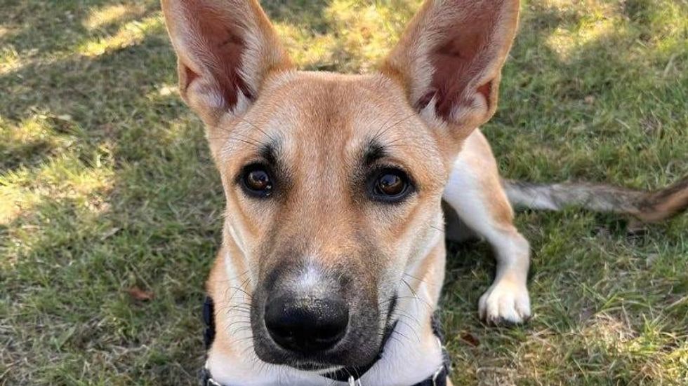 Natalie @ Austin Humane Society 8/14/24