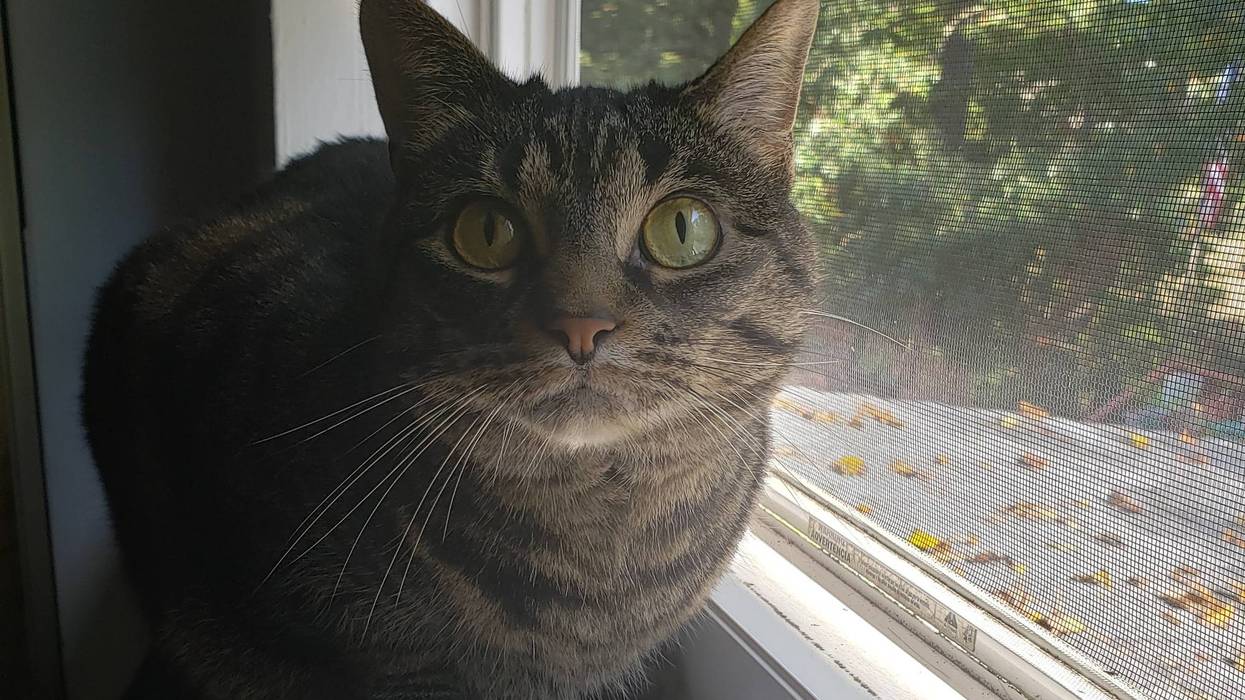 national cat day