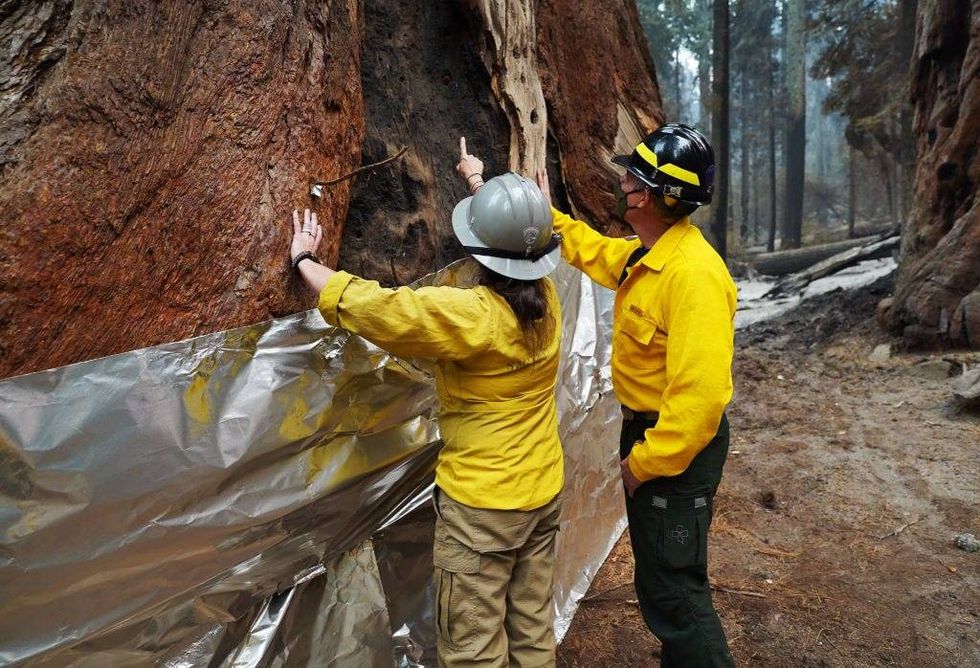 National Park Service staff inspect a burn scar at the base of one of The Four Guardsmen giant sequoias seen wrapped with insulated structure protection wrap at the base during a tour of the KNP Complex fire burn area in Giant Forest on September 30, 2021 in Sequoia National Park, California.