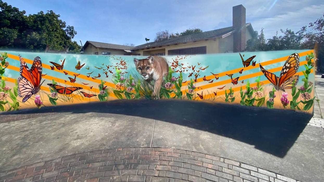 National Wildlife Federation's #SaveLACougars campaign