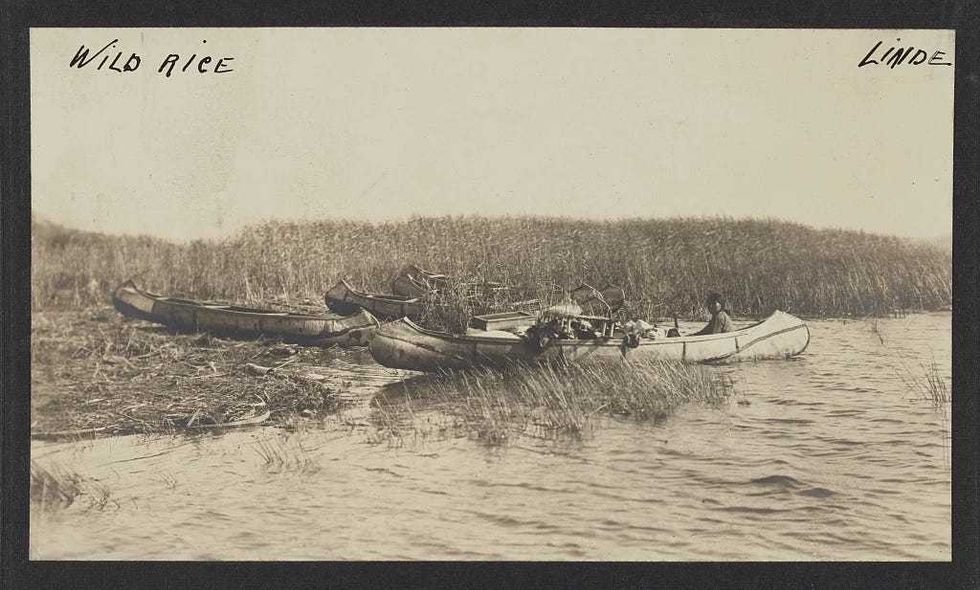 Native Americans gathering wild rice which is typically harvested in late-summer and early-fall in northern Minnesota, the only place in the United States it grows in the wild.