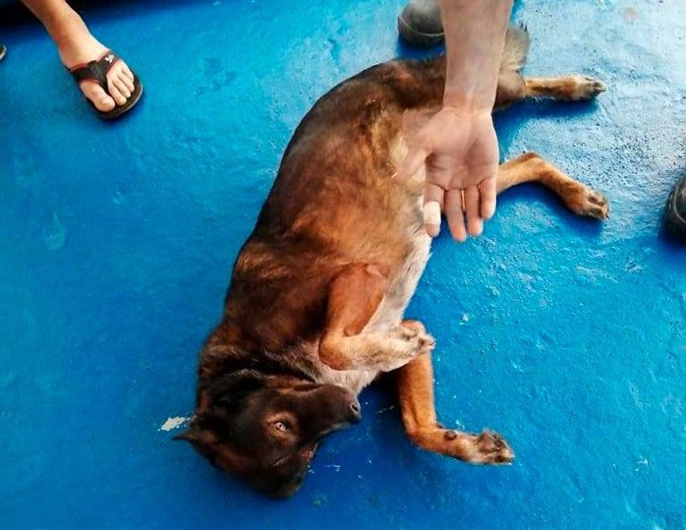 naufrago australiano