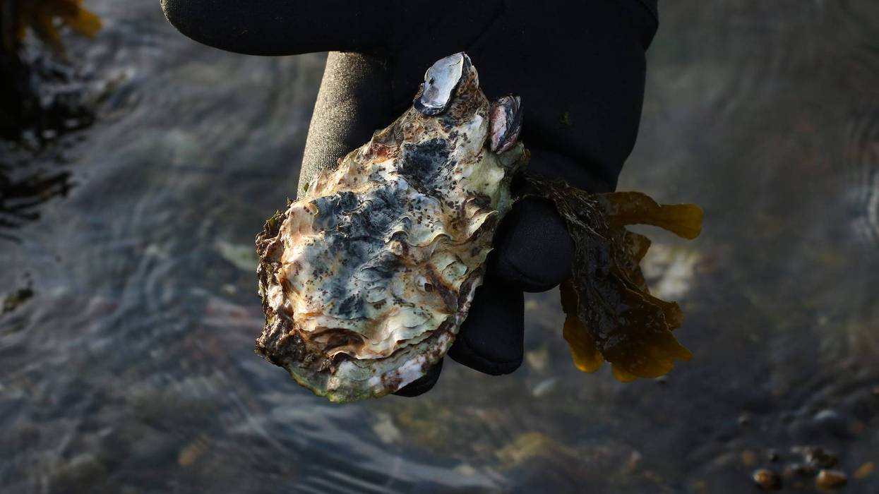 Near record cancelation of oyster bed leases