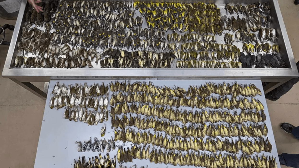 Nearly 1,000 migrating birds died after flying into windows at McCormick Place.