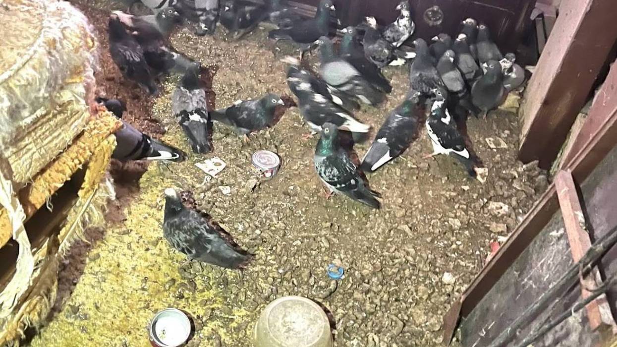 Nearly 400 animals found in horrific Wilkes-Barre hoarding case