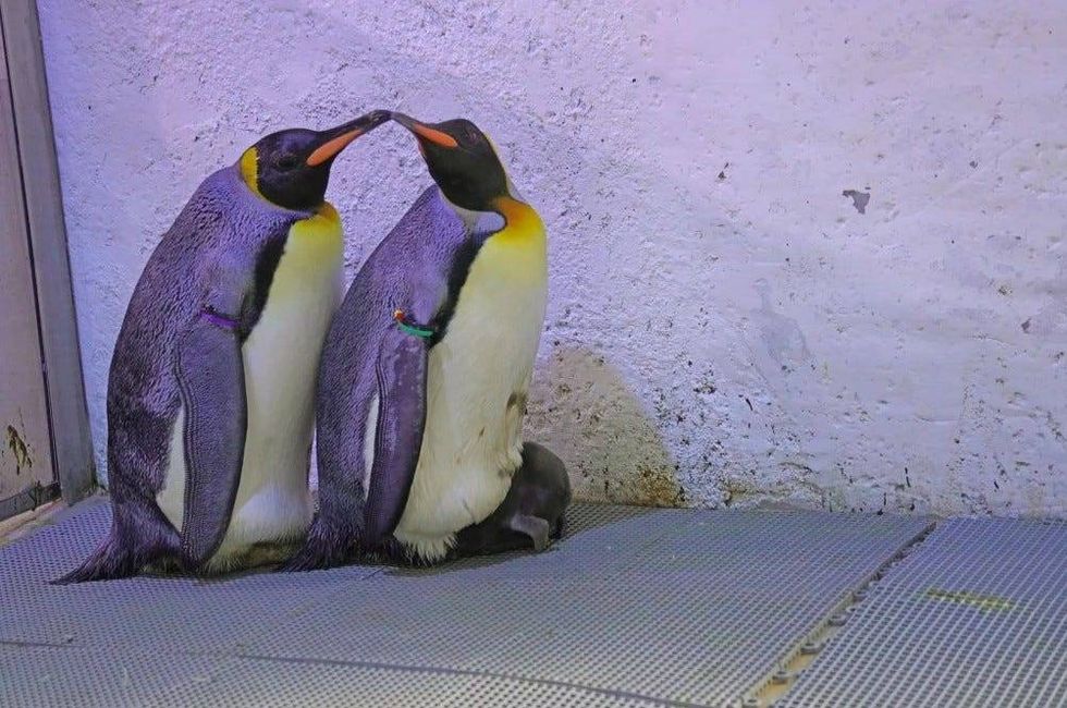 Nearly four months after king penguin chick hatched to foster parents at the Detroit Zoo in Royal Oak, officials said they have picked out a name after the baby was found to be male.
