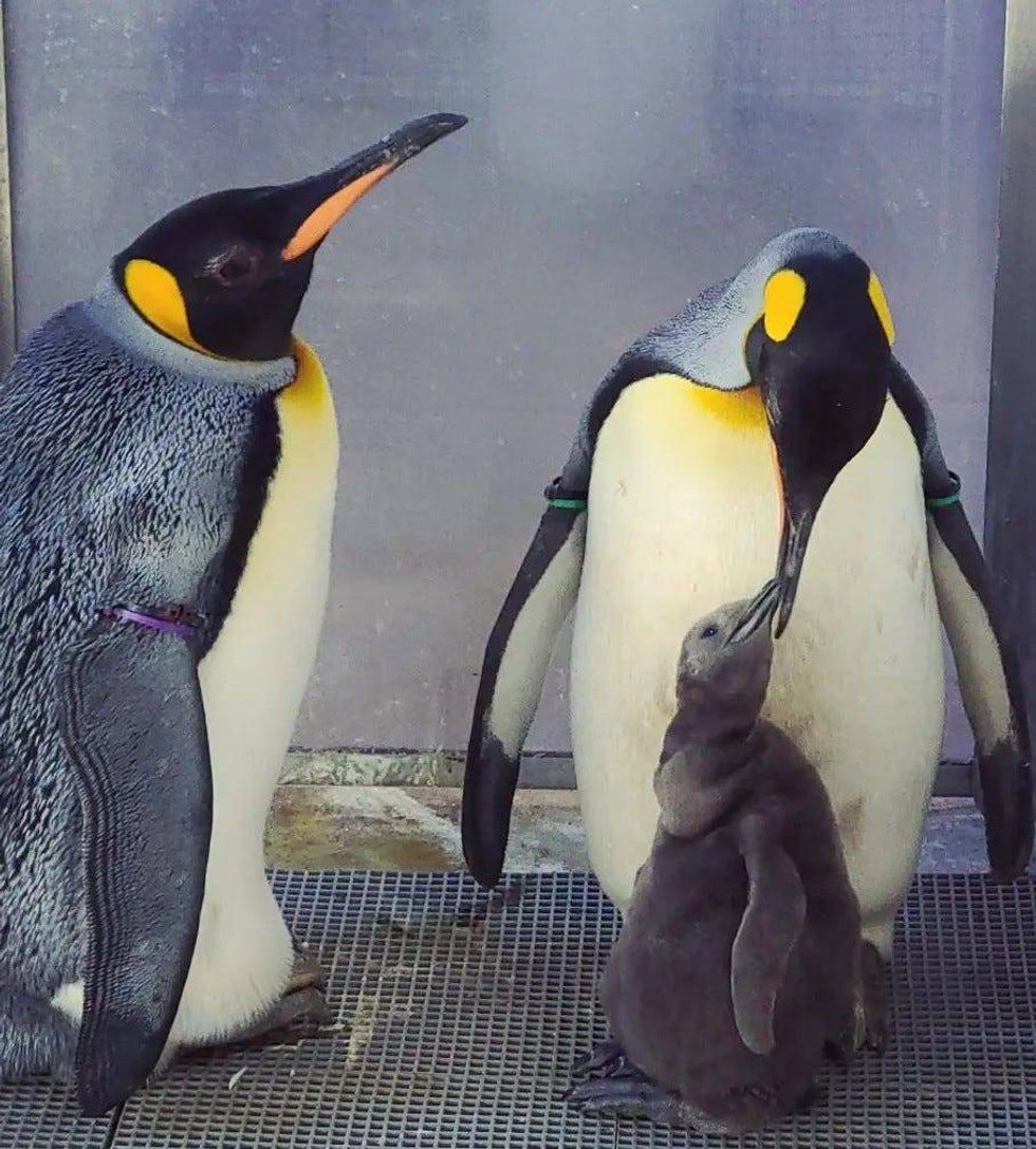 Nearly four months after king penguin chick hatched to foster parents at the Detroit Zoo in Royal Oak, officials said they have picked out a name after the baby was found to be male.