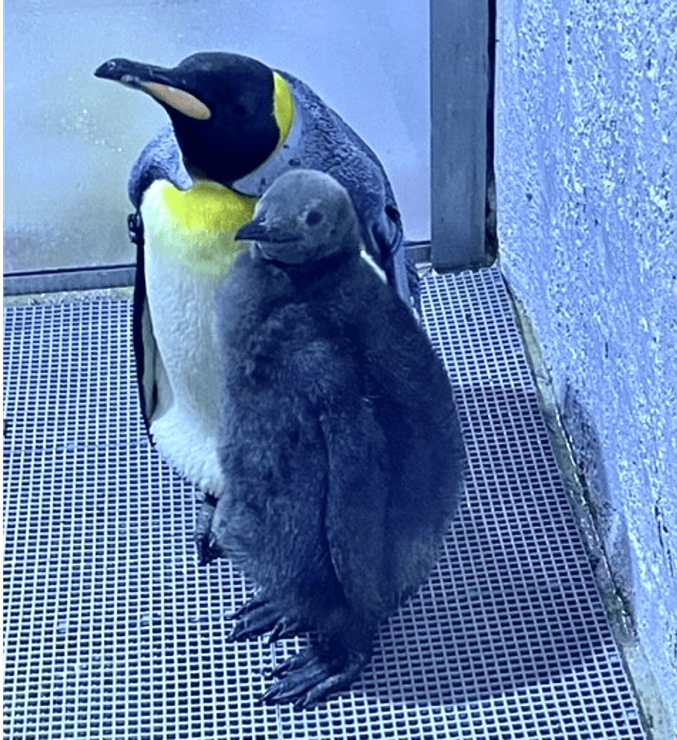 Nearly four months after king penguin chick hatched to foster parents at the Detroit Zoo in Royal Oak, officials said they have picked out a name after the baby was found to be male.