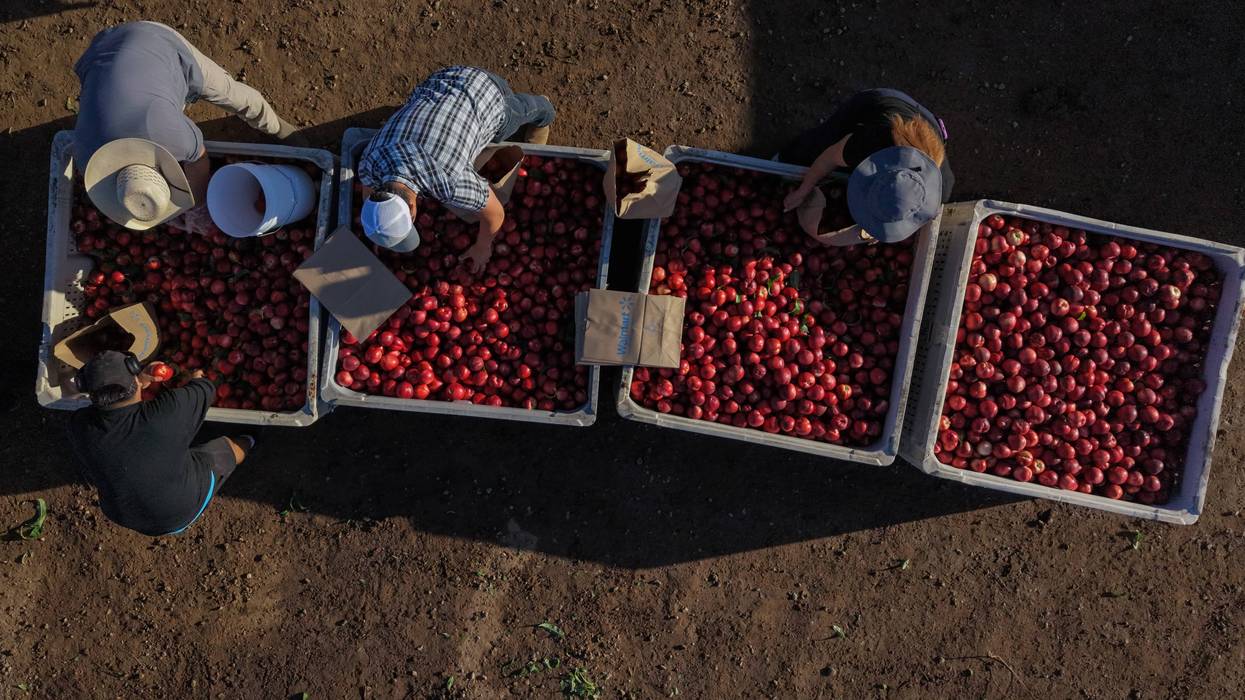 Nectarine Battle California 147