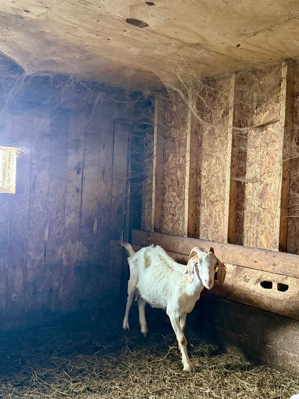 neglected goat