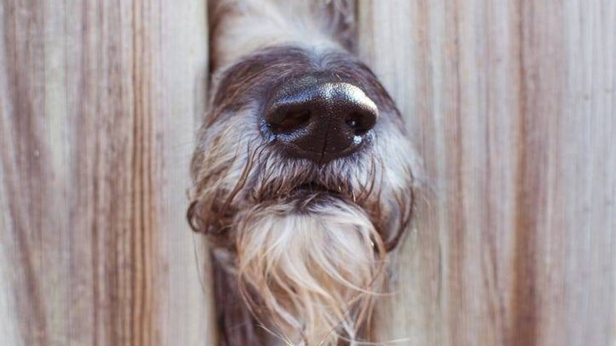 Neighbor dog
