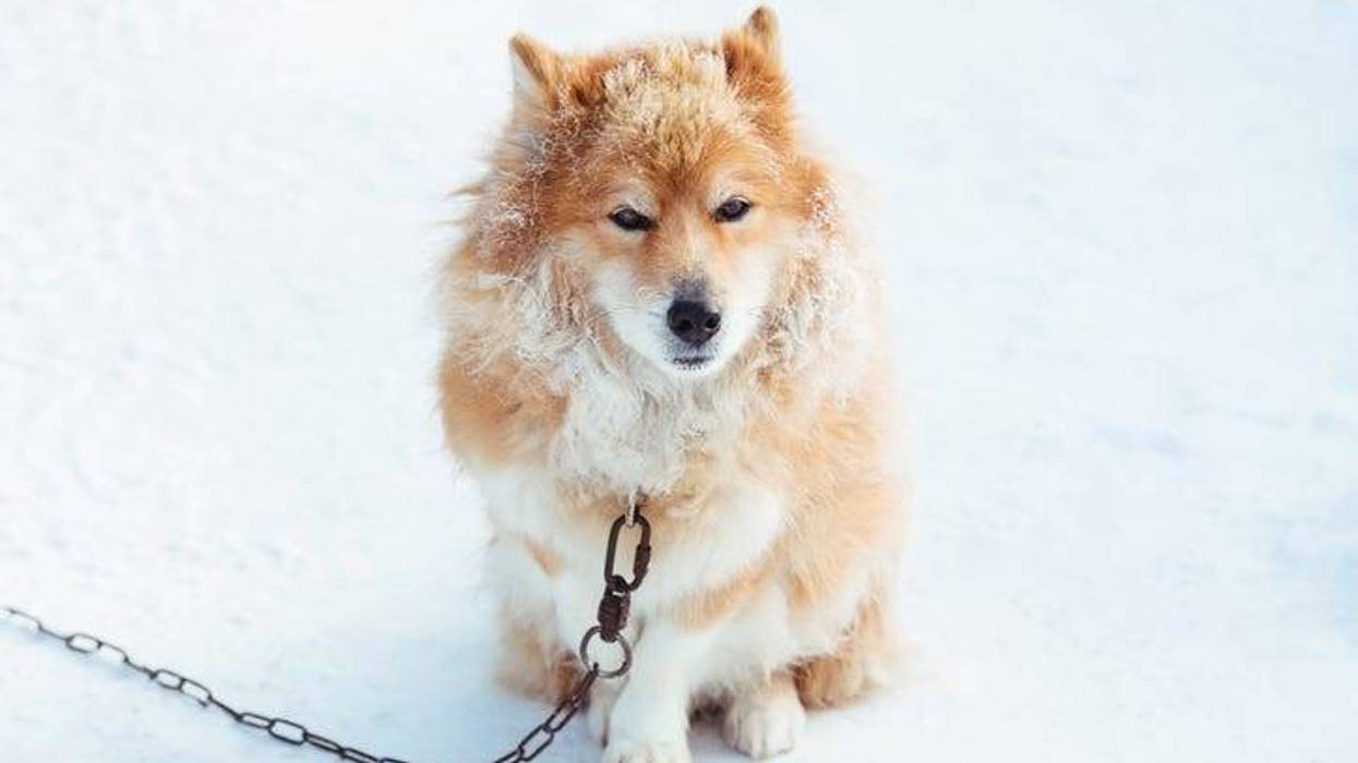 Neighbors are protesting dogs left out in the cold