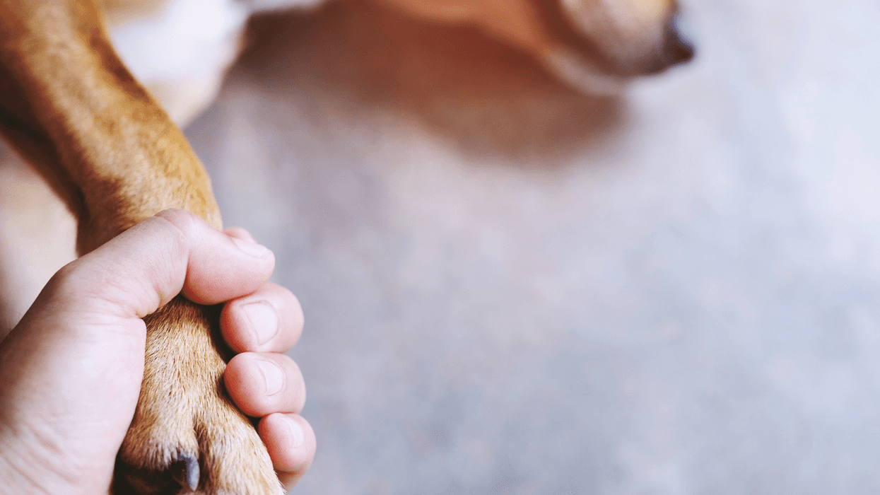 Neighbors say someone is poisoning their pets in West Hollywood