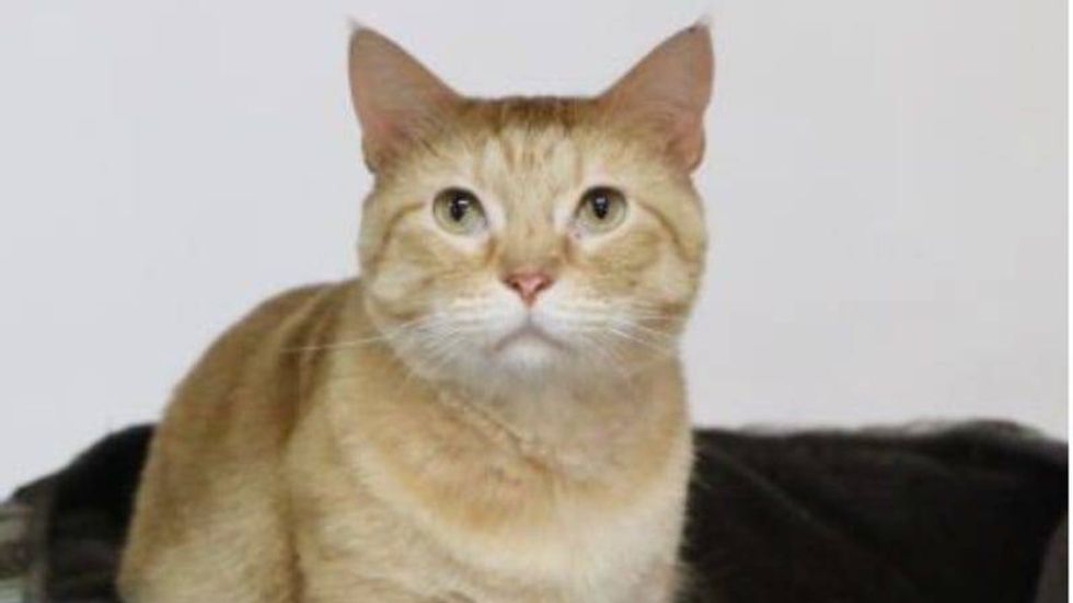 Nemo @ Austin Humane Society 8/24/21