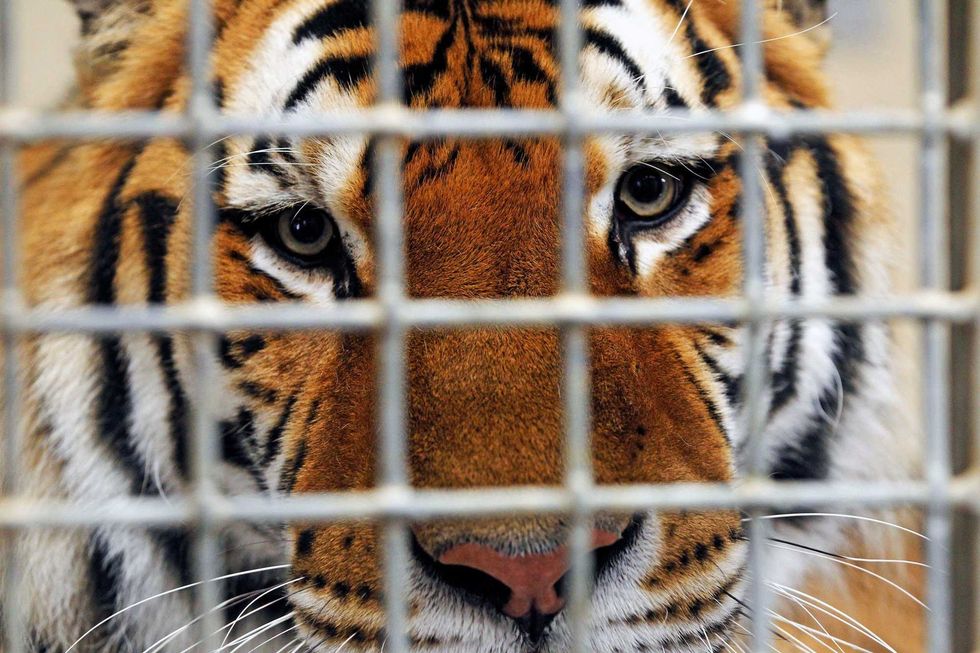 Netflix's "Tiger King" is Must-Cringe TV