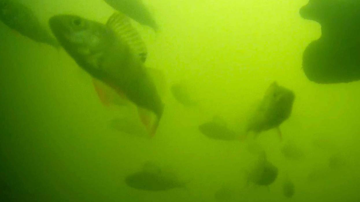 Netherlands Fish Doorbell