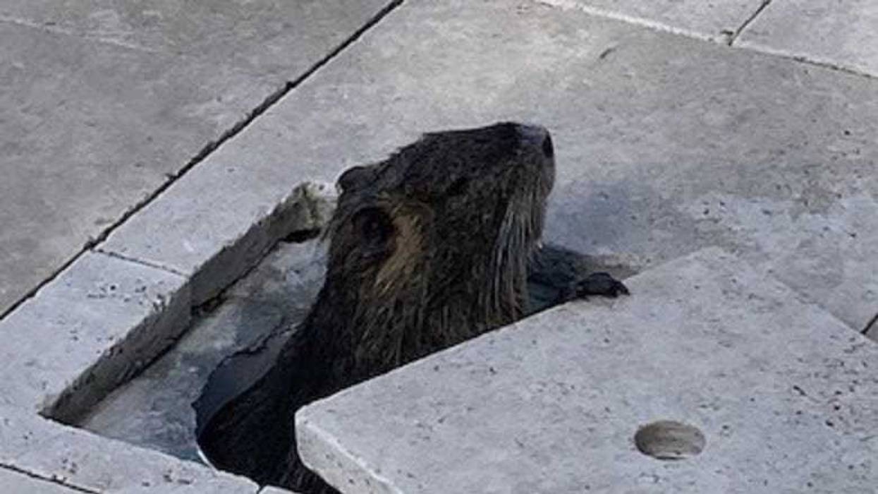 Neuty, Bayou's Mascot