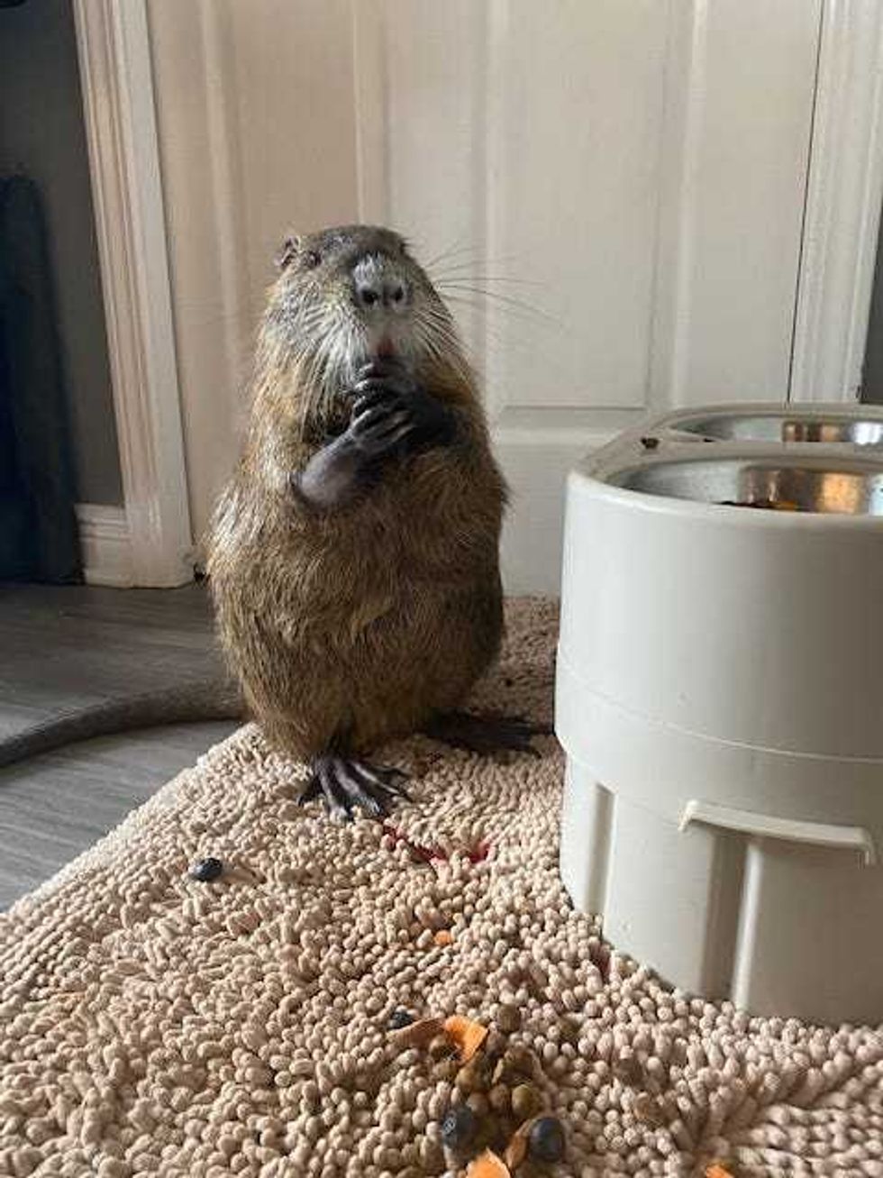 Neuty eats fruits and veggies from a dog bowl.