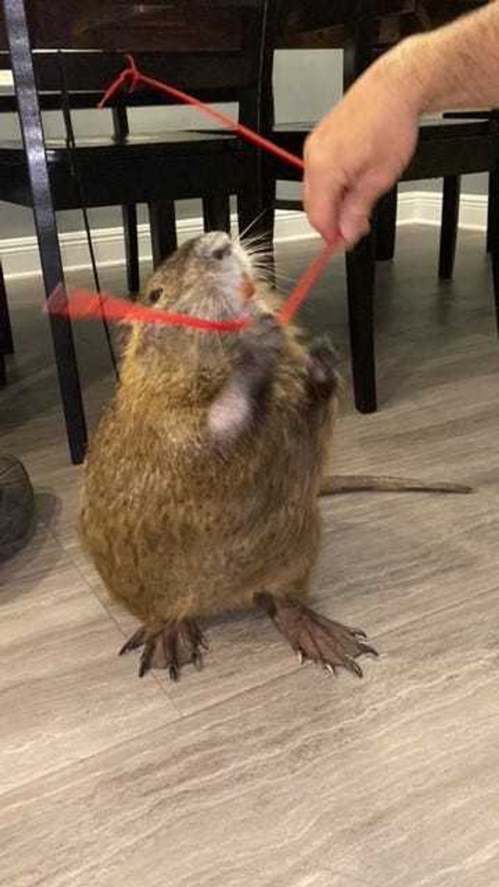 Neuty playing with an improvised toy.