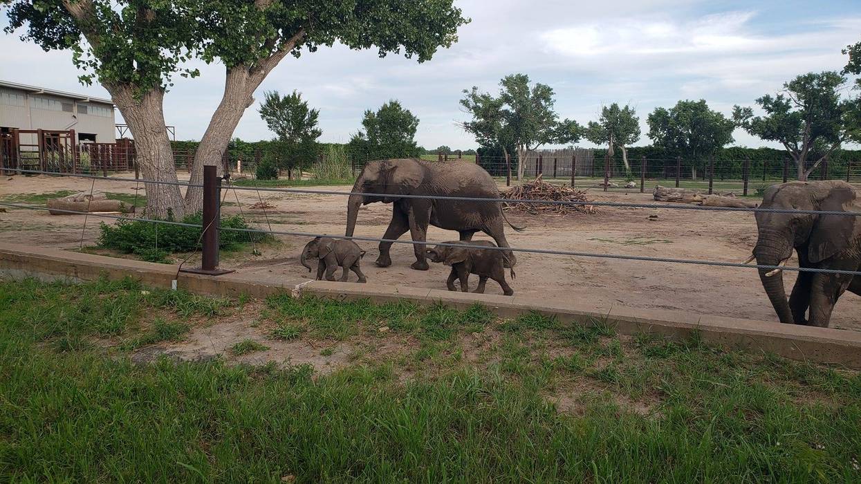 New baby elephants at Sedgwick County Zoo - July 2025
