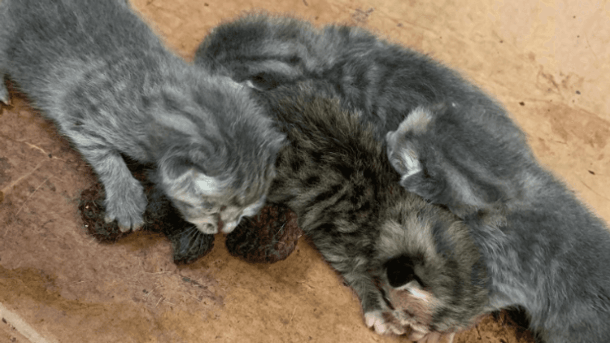 New born Kittens