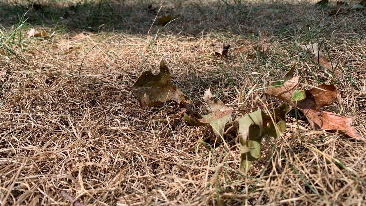 New Jersey lawn browning