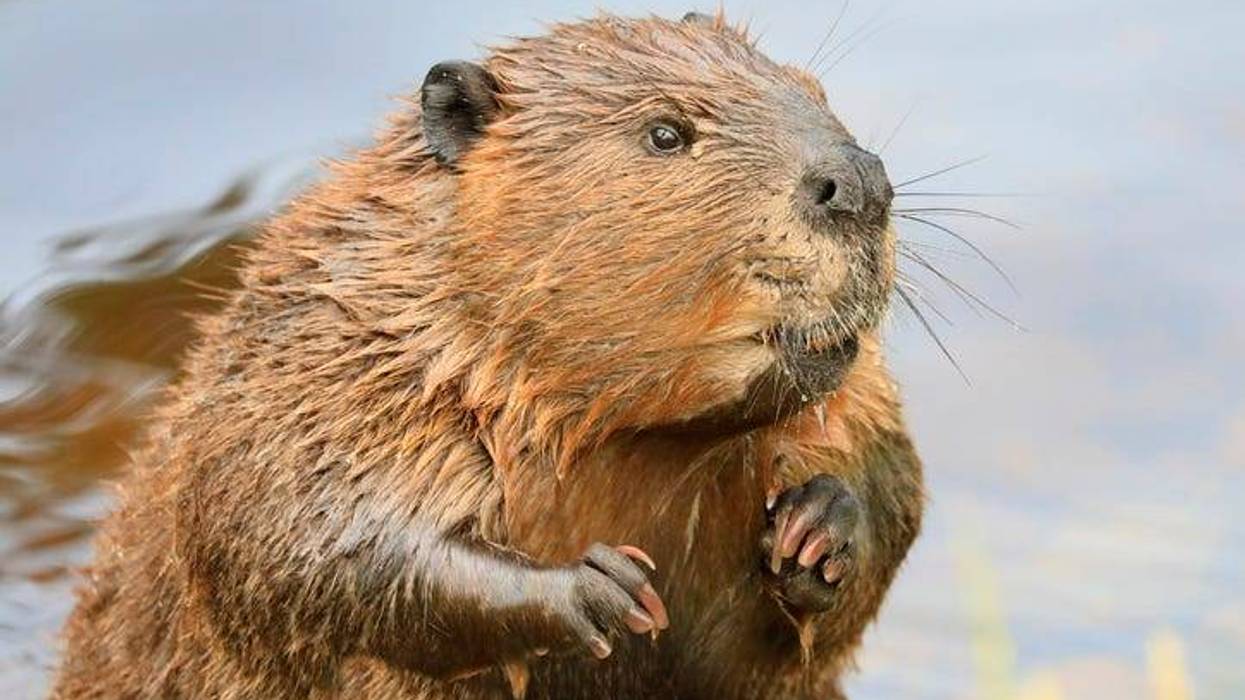New Michigan DNR order expands list of nuisance animals property owners are allowed to kill without a permit