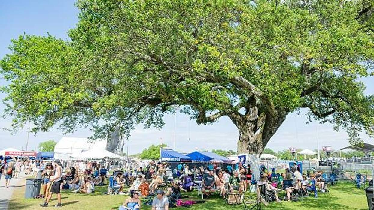 New Orleans tree Canopy