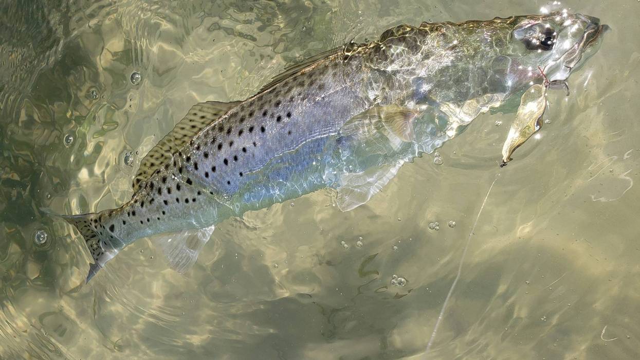 New speckled trout limits clear hurdle, public will have chance to give input