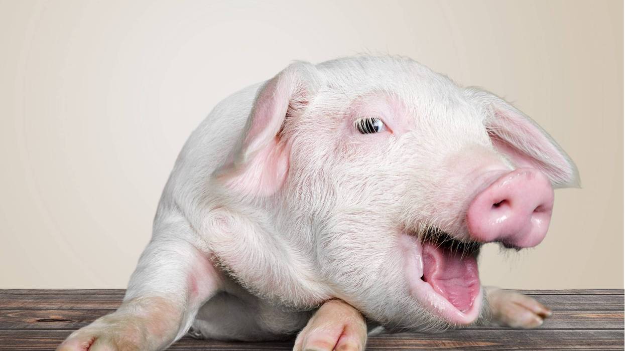 New York man fighting to keep emotional support pig