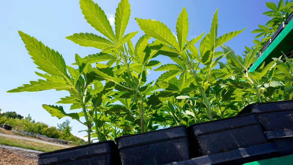 New York Marijuana Licenses