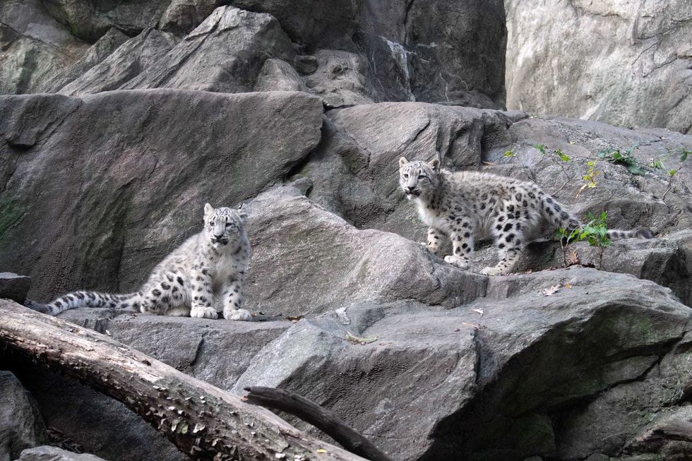 New Yorkers can visit the cubs in the Himalayan Highlands exhibit at the zoo