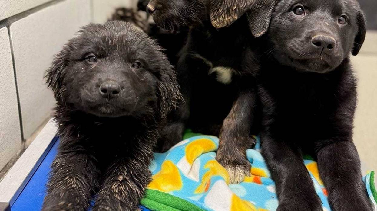 Newfoundland dog rescue
