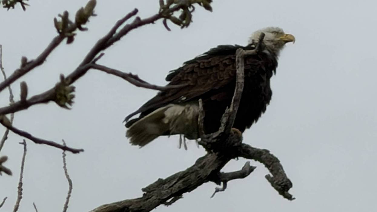 White Rock Lake eagles & their chicks survive thunderstorms