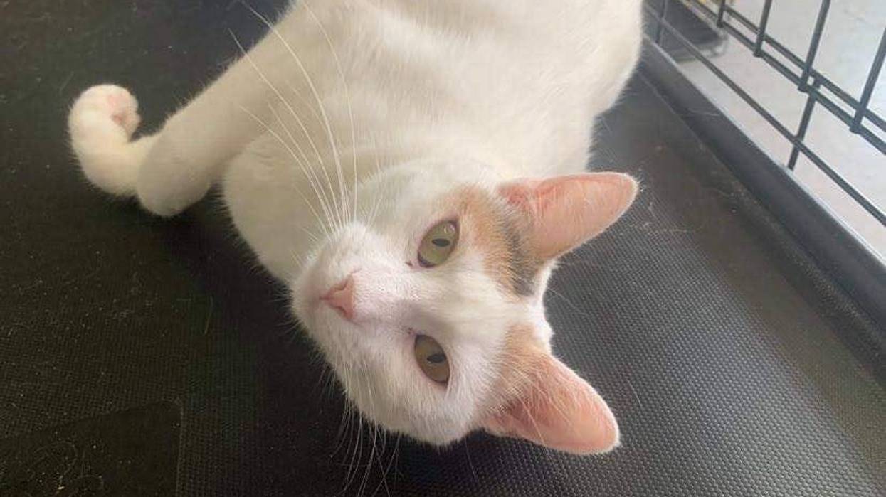 Nicky, a 1 1/2 year old domestic shorthair cat with a mostly white color pattern up for adoption through ARE Animal Rescue