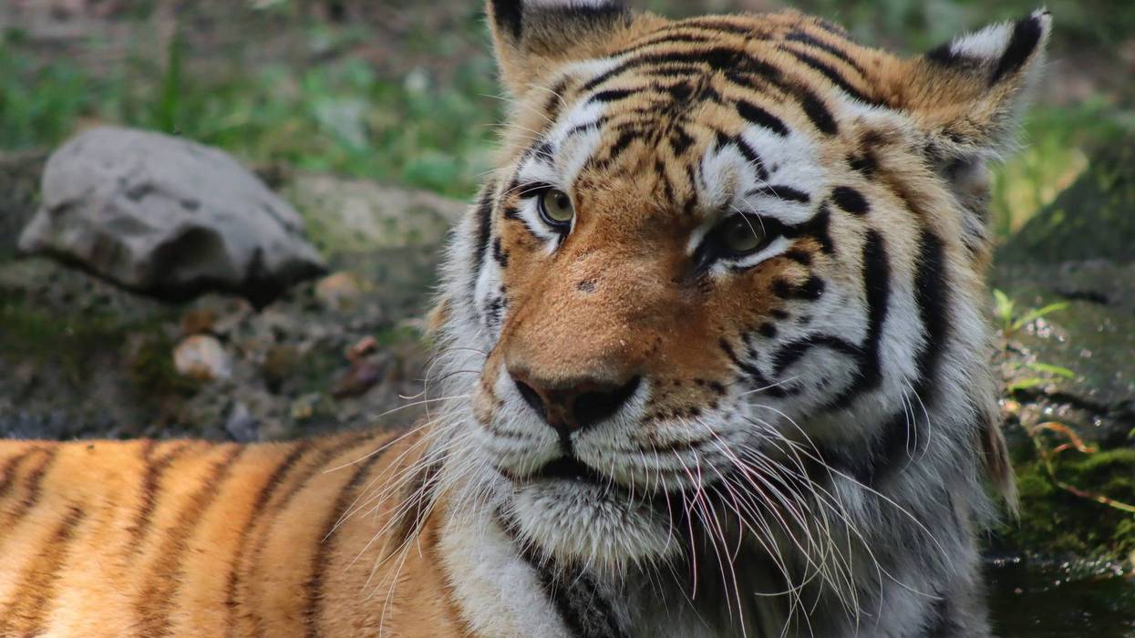 Nika the Amur tiger