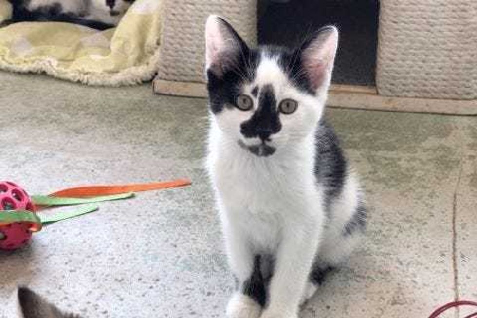 Nile, PAWS Chicago Kitten