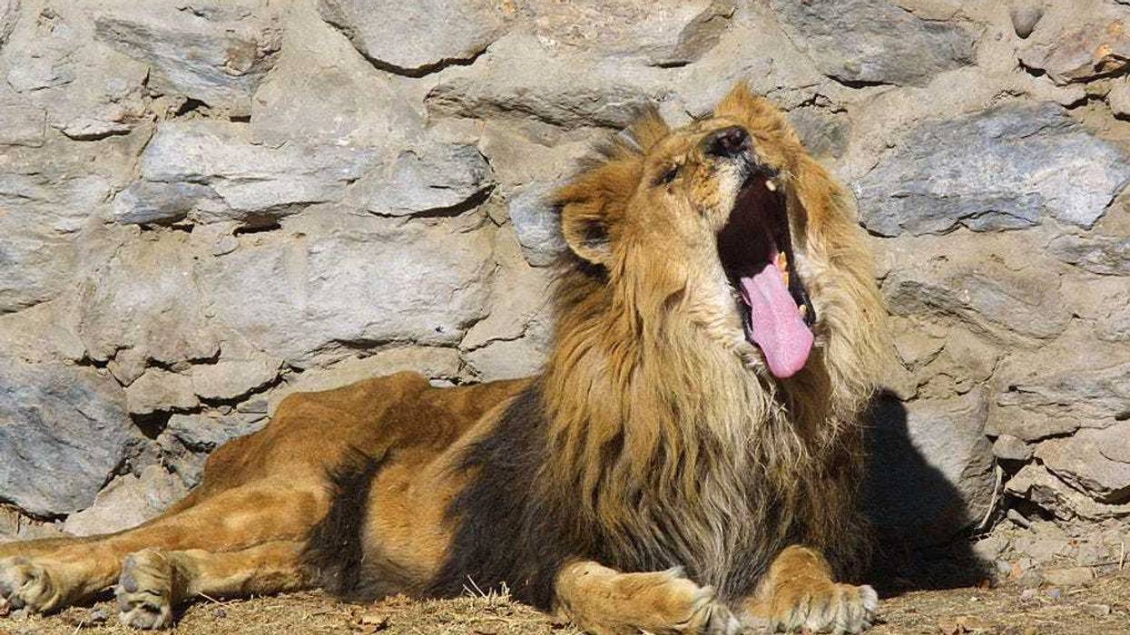 Nine great cats at the Smithsonian National Zoo have tested presumptive positive for COVID-19.