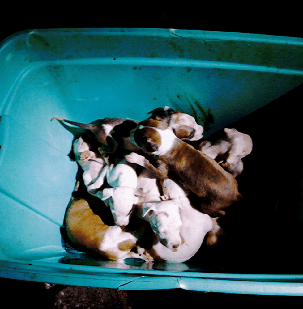 Nine of the puppies were found in a plastic pin, according to prosecutors