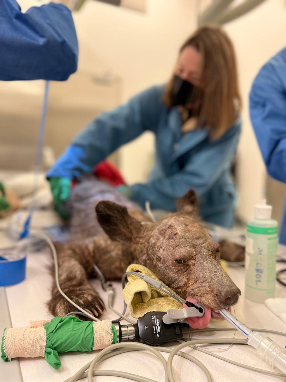 Nixon being medically examined at the Oakland Zoo.