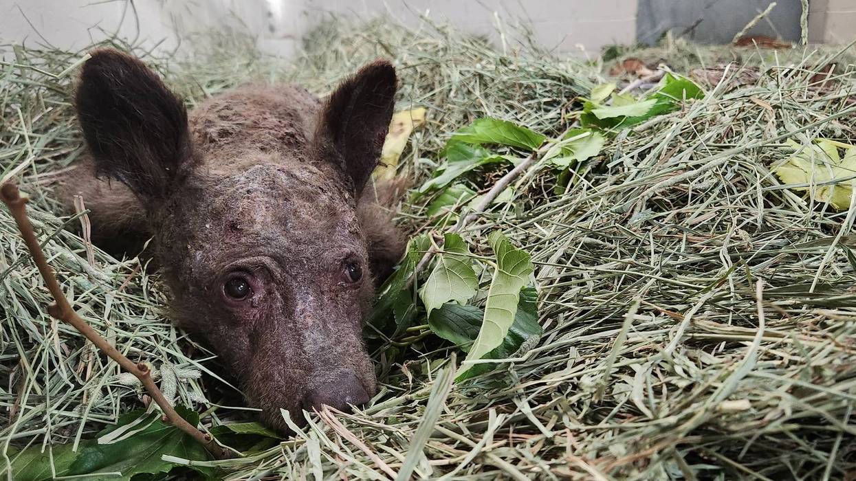 Nixon, seen at the Oakland's Zoo veterinary hospital, is suffering from life-threatening injuries.