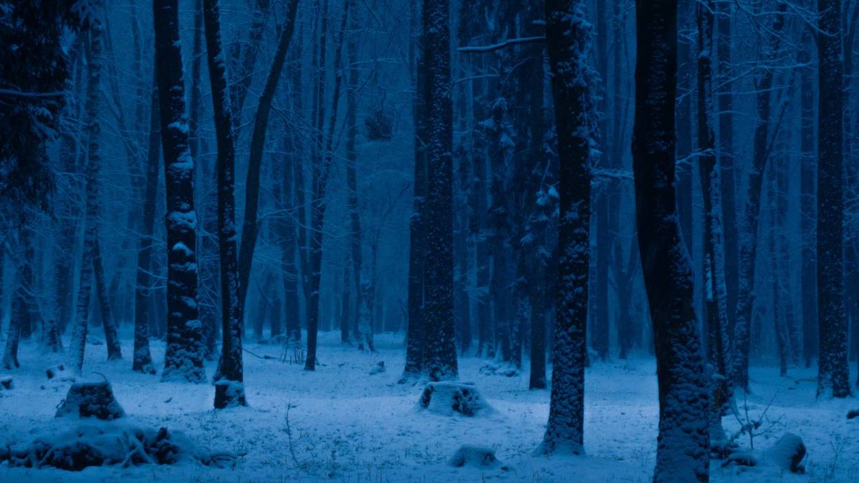 No Minnesota - our trees are not "exploding" despite what you may have seen on social media.