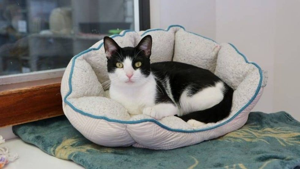 Noble @ Austin Humane Society 11 08/23
