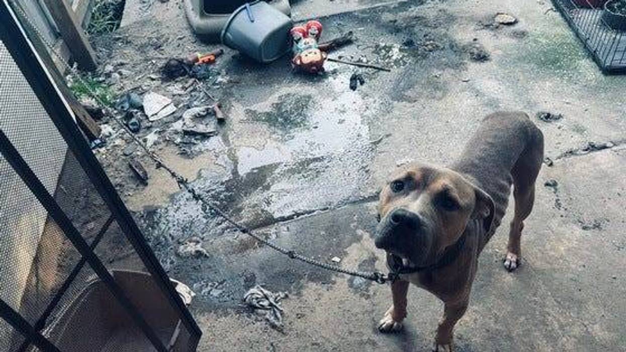 NOPD discovers starving dog, another dog's skeletal remains, when serving warrant