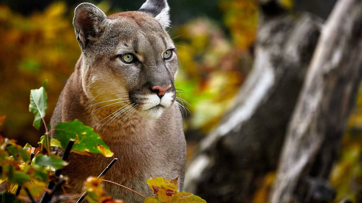 North American mountain lion in the woods.