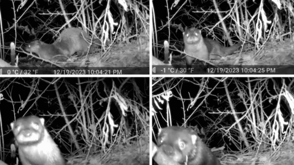 North American River Otter spotted at Ridley Creek.